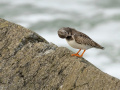 Steenloper_213376