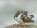 Steenloper_213409