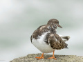 Steenloper_213410