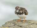 Steenloper_213422