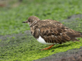 Steenloper_213501