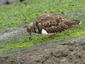 Steenloper_213504