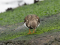 Steenloper_213506