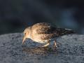 548A3259a-Paarse-Strandloper
