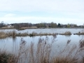 001 DSC08865 Veerpolder Warmond.