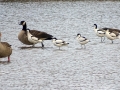 006 DSC02552 .6x Kluten, 2x Grauwe Gans, Canadese Gans.