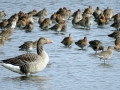 008 DSC02638 Grauwe Gans, Grutto, Veerpolder.