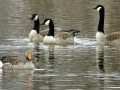 010 DSC08497 Grauwe Gans, Canadese Ganzen.