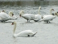 014 DSC08660 Knobbelzwanen.