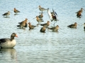 019 DSC08604 Grauwe Gans, Grutto's.