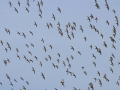 022 DSC00533