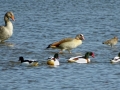 028 DSC09507 Grauwe Gans, Nijlgans, Grutto. 4 Bergeenden.