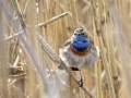 038 DSC07141 Blauwborst.