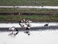 004 DSC09121 Bergeenden_