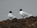 009 DSC09389 Zwartkopmeeuw_