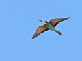 Bijeneter_2
