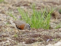Morinelplevier_7