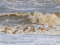 Rosse-Grutto_GROEP_2