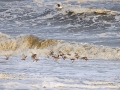 Rosse-Grutto_GROEP_5