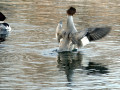 13-DSC01443-