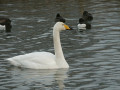 39-DSC09034-