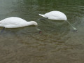 42-DSC01643-