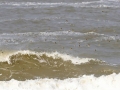 Sijzen-over-Noordzee_2