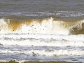 Sijzen-over-Noordzee_3