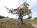 05-DSC01967-