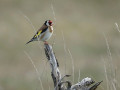 06-DSC02081-