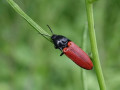15-DSC03840-