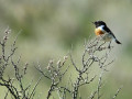 22-DSC02238-