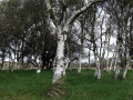 28-DSC02316-