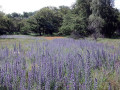 40-DSC02528-