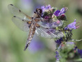 41-DSC02487-