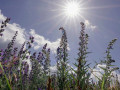 47-DSC02542-