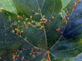 50-DSC02591-