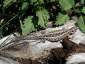 51-DSC02606-