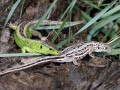 52-DSC02610-