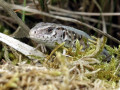53-DSC02620-