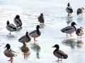 03-DSC05402-