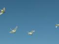 10-DSC05593-