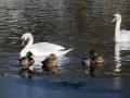 11-DSC05415-