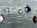 14-DSC05326-.