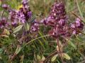 P8102035-