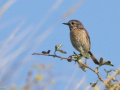 Roodborsttapuit_203328