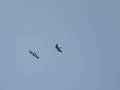 2026-08-16-Sophiapolder-Buizerd-Visarend-PS