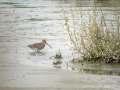 2026-08-16-Sophiapolder-Watersnip-PS