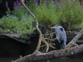 JOS_5523-