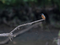 JOS_5525-